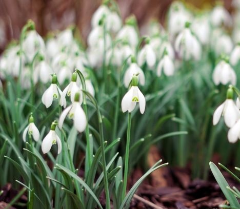 fleurs de printemps plusieurs perces neige dans la foret